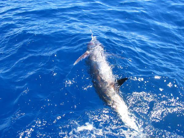 300lb marlin