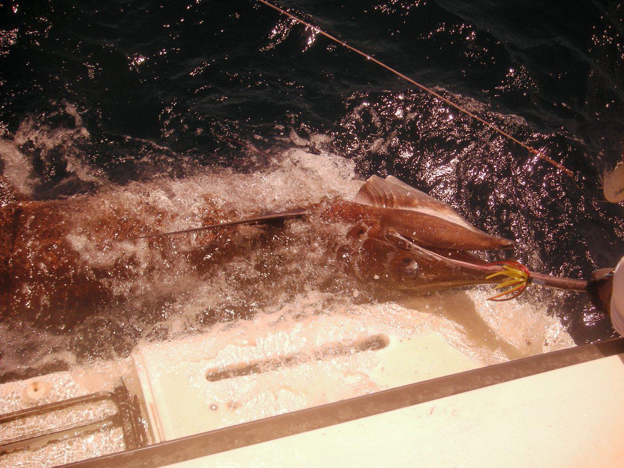 marlin1