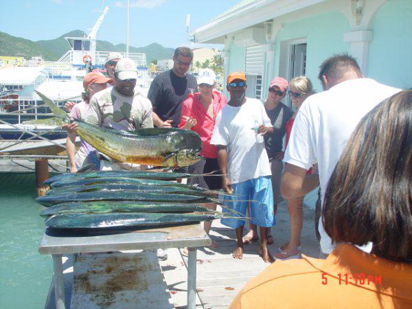 Lots of Mahi Mahi(dolphins