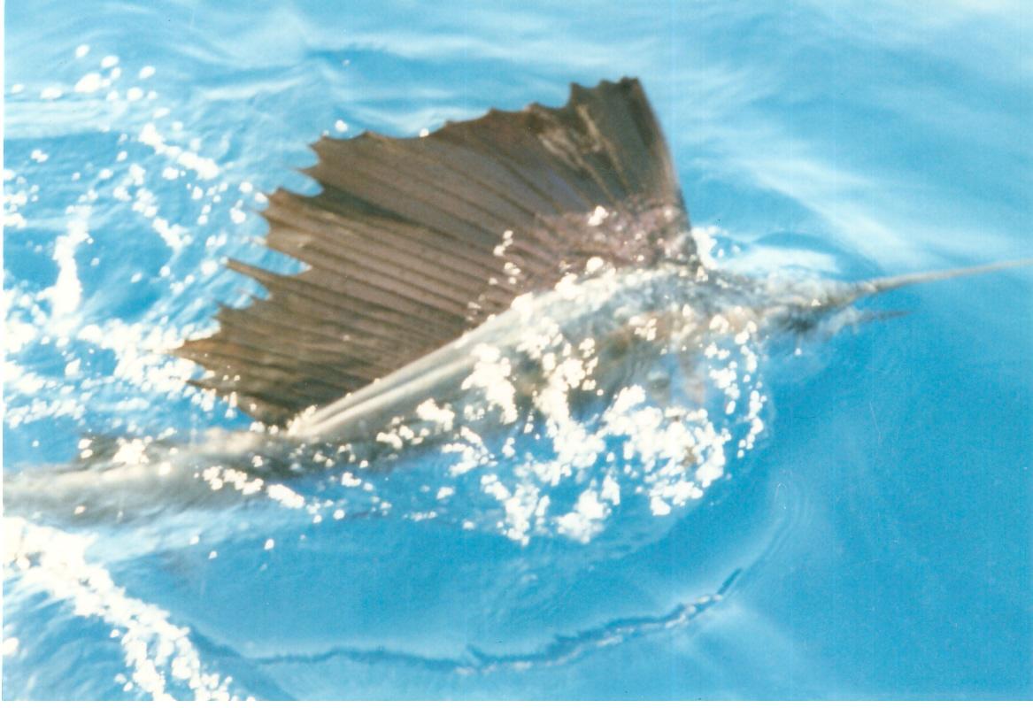 Sailfish